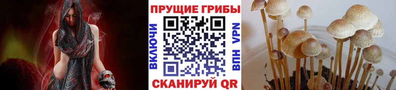 Галлюциногенные грибы Cubensis  KRAKEN ТОР  Тихвин 